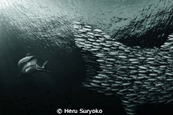 bait attack! by Heru Suryoko 